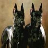 pgsdanes